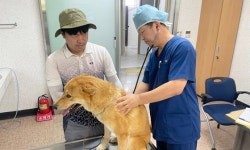 진도군 진도개 메디컬센터 “전문 수의사 진료 시작”