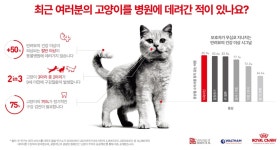 반려묘 건강 문제 절반 이상, 수의사 검진·진료 안 받는 것으로 나타나