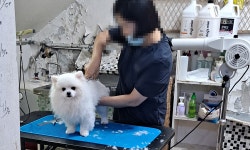 커피머신 위 고양이, 무등록 애견미용샵 등 41개 업소 적발