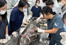 ‘바다 건강 함께 진단한다’ 플랜오션, 건국대 수의대·동물병원과 연구·교육 협력