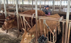 강원대 수의대 산업동물동아리 팜어스, 대동물 농장 실습