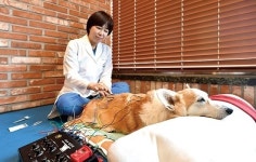 [벳스토리:한방재활수의사가 되기까지] 신사경 수의사