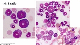 임상 현장에서 개·고양이 골수검사는 언제 어떻게 해야 할까?