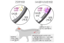 반려동물 관절 건강의 새로운 솔루션, 비오탁 AR-78