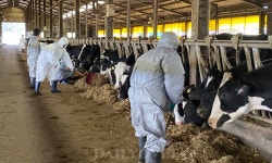 제주대 산업동물동아리 The Farm Vet, 성이시돌목장에서 봉사활동