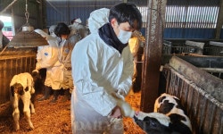 제주대 산업동물동아리 The Farm Vet, 성이시돌목장에서 봉사활동