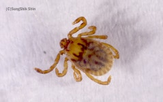 [기고] 4월 봄철은 참진드기 약충 활발해져..매개 병원체 조심해야