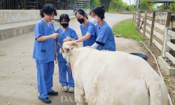 충남대 수의대 학생들, 태국서 농장동물·야생동물 실습