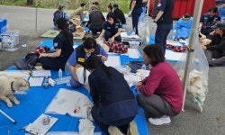국경없는수의사회, 양주에서 마당개·길고양이 중성화수술 봉사 진행