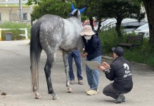 [인터뷰] 지속가능한 경마를 위한 수의사의 국제 활동, 한국마사회 송희은 수의사