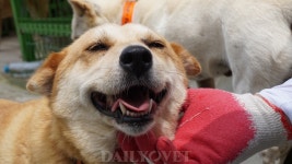 봉사하는 전국 수의대생, 군산에 모였다..수봉연 연합봉사 첫걸음