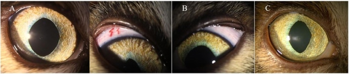 눈초롱안과동물병원, 녹내장 점안액 오미데네팍 고양이 녹내장에서 효과 확인