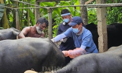 서울대 수의대 팔라스, 스리랑카에서 18번째 해외동물의봉사 펼쳐