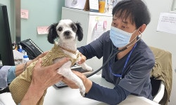 성남시립동물병원 이용 대상 지속 확대…입양동물까지 진료 시작