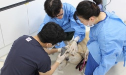 반려마루 여주에서 의료봉사하며 워크샵 진행한 해마루반려동물의료재단