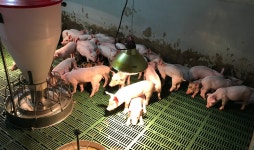 [벳투더퓨처:돼지수의사] 양돈 최전선 지키는 ‘돼지수의사’ OB와 YB를 만나다
