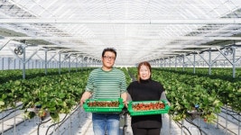 합천군, 딸기 재배 지원으로 농가 소득 증대 박차