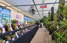 진주 부양란 농원, ‘제7회 대한민국 카틀레야 전시회’ 개최