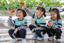 경북 의성군 청년농부가 생산한 “의성청년딸기” 생산 박차