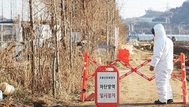 충북 ‘고병원성 AI ’ 비상등