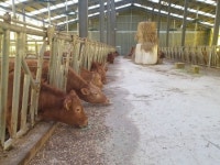 전남도, 소규모 한우농가에 사료비 인상 차액 지원
