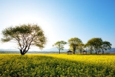 합천군, 봄꽃 여행지 추천