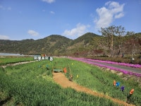 경북 예천군, 회룡포에 봄꽃단지 조성