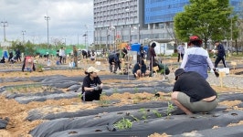 나주시, 도심 속 ‘행복 농장’ 문 열다…공영텃밭 255구획 ‘완판’