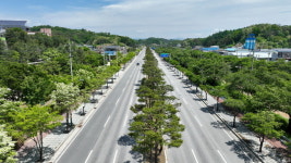 경북 영주시, 녹색도시 위한 가로수 정비에 앞장