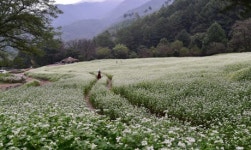 청주시 낭성면, 메밀꽃 명소로 변신 시작