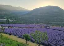 라벤더 물결 속 무릉별유천지, 8만 명 매료시키다