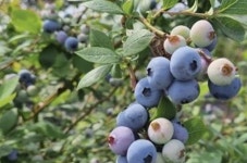 영동군, 블루베리 축제로 지역 경제 활력 불어넣다