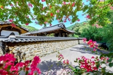 함안군 고려동 유적지, 붉게 핀 배롱나무꽃으로 생기 더하다