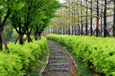 치악산 바람길숲, 원주 도심에 새로운 생명을 불어넣다