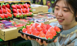 [포토] 하나로마트 “올해 첫 킹스베리 맛보세요”