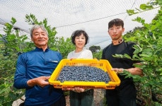 【포토】지리산 산청 블루베리 본격 출하