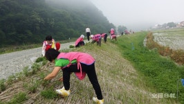임실 강진면생활개선회, 갈담천 제방 코스모스 식재