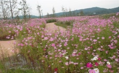 익산 용머리생태공원 코스모스 꽃길 장관