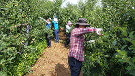 부안군의회, 농촌일손돕기 구슬땀