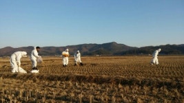 금강철새조망대, 철새 분산 방지에 총력