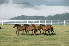 한국마사회 장수목장, 일반인 체험기회 제공