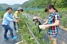 순창 블루베리 분양농장, 도시민 텃밭 역할 톡톡