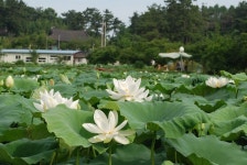 오늘부터 제16회 김제 청운사 하소백련축제