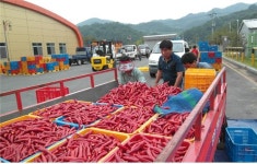 임실고추 앤 농산물가공판매회사, 1300톤 수매