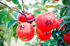 장수 홍로사과 이번주 본격 출하