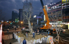 전주 첫마중길에 대형 팽나무 2그루 식재