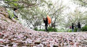 꽃비 내린 꽃동산
