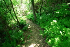 양치류 숲길 문지기 문턱바우 치마바위는 금강향해 치맛자락 휘날리네