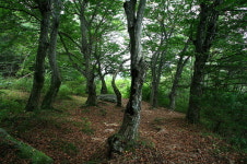 옛길에 흐드러진 향그런 서정