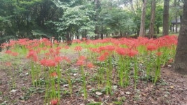 김제시민문화체육공원 꽃무릇 물결 장관